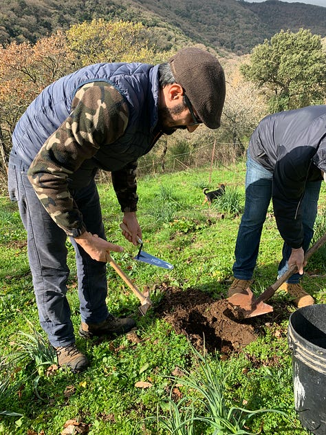 planting our Sardinian vineyard