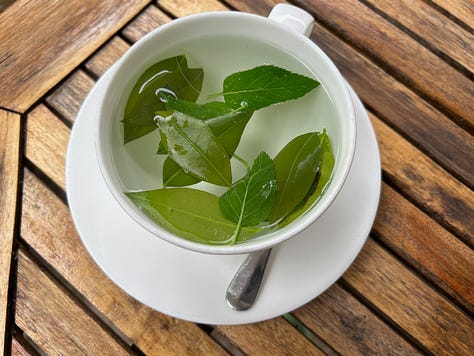 Images of cup and leaves in making tea