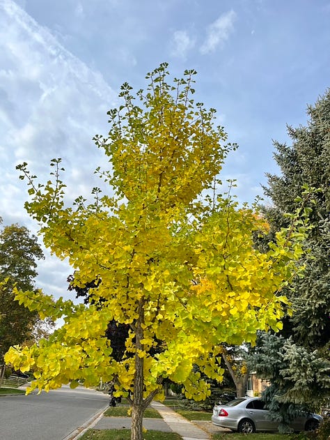 Fall foliage in my garden and neighbourhood