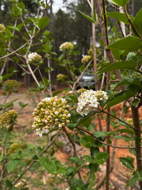 three viburnums