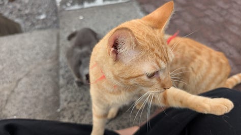 A collection of photos featuring a black kitty, a grey kitty, two orange kitties with golden eyes, a calico kitty, a white cream kitty, and the most dapper gentleman  of a cat. 