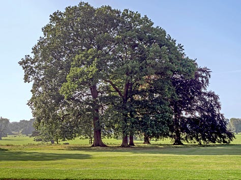 A group of five trees in a park, photographed in spring, autumn and winter.