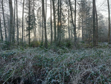 Sun shining barely through winter trees