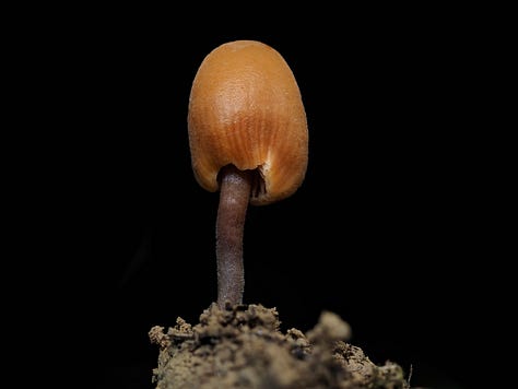 Macrocystidia sp. ‘Pennycook’