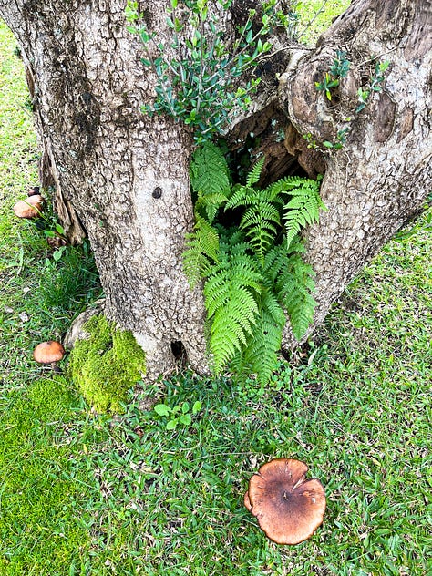 moss on trees, grass, orange trees, mushrooms, nature lovers dream