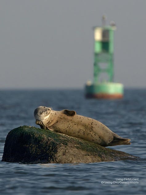 Comedy Wildlife Photography Awards 2023