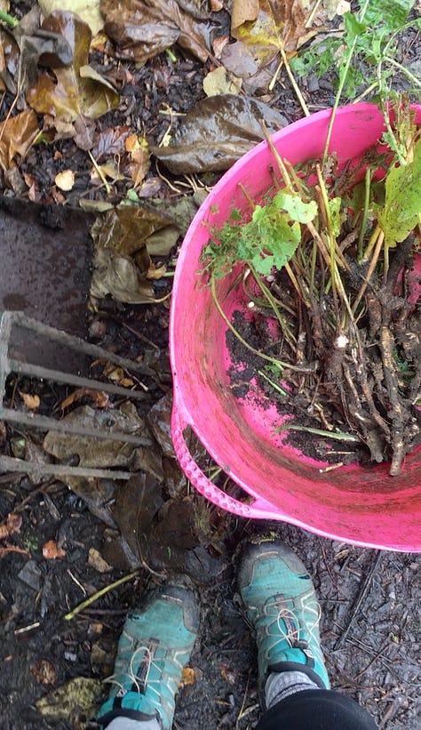 Winter lettuce mix; Fondling kiwis; Digging up horseradish.