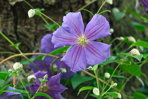 Clematis 'Perle d'Azur' on our maple tree in the Shade Path garden at Gilmore Gardens.