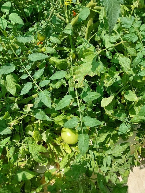 Vegetable garden.