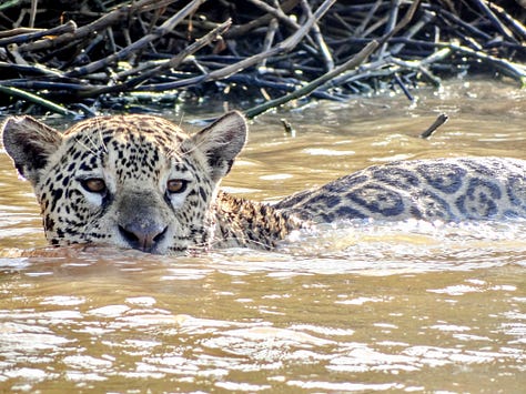 Pantanal jaguar