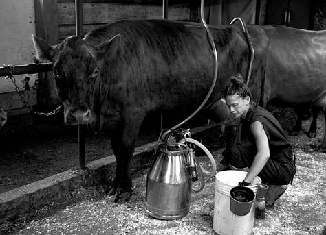 A gallery of photos of wiry woman farmer walking with her cows, bending over to pick something up as they enter the woods, coming into the barn, helping into the milking parlor, a sideshot of the farmer, her hand on one of the cows, sitting down to milk... all black and white