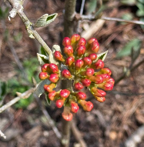 Three flowering ornamentals...