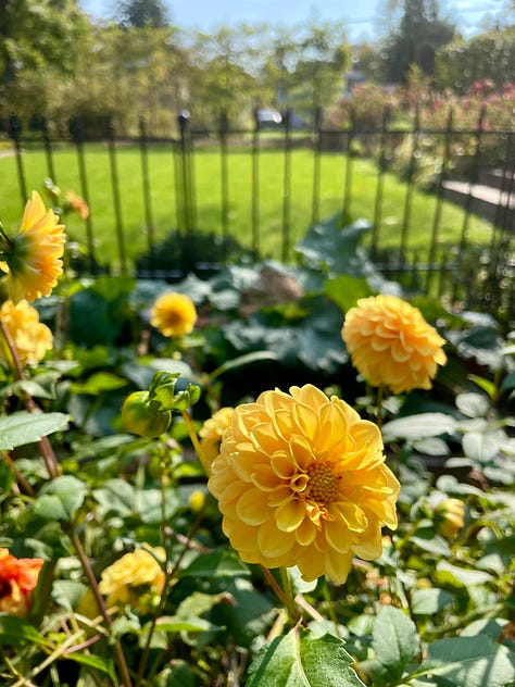 Four dahlias varieties still going strong. Center here is Snoho Doris and on the right is David Howard. The key for dahlias for me is to make sure that I give them continuous water throughout the season. When they sit dry, they do not bloom. It is easier to do this in the productive garden.