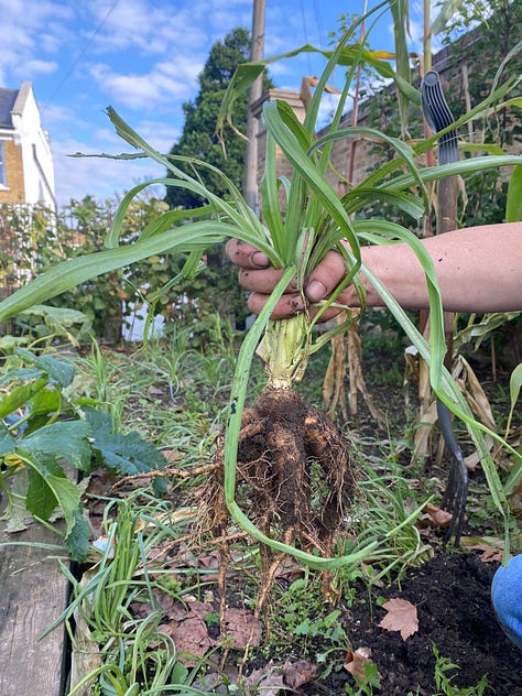 A variety of crops from the community garden