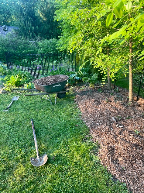 Weeding, edging and mulching the pond garden and the Black Locust hedge at the end of the lawn. 