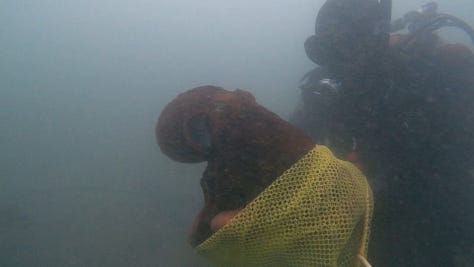 Photos from the dive boat, and octopus relased underwater from yellow dive bag