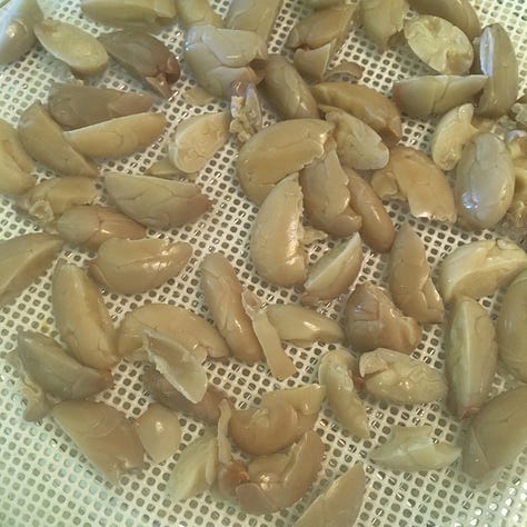 Jaguar cacao seeds and pulp being processed
