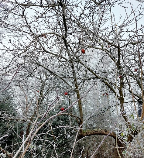Nature impressions in the hoarfrost