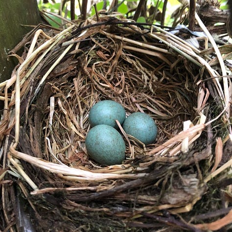 Scruffy nest made from plant fibres, string and grass; blue speckled blackbird eggs in nest; three pink, tiny blackbird chicks