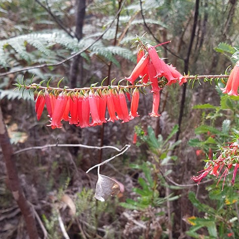 Photos of Australian native Flora and Fauna