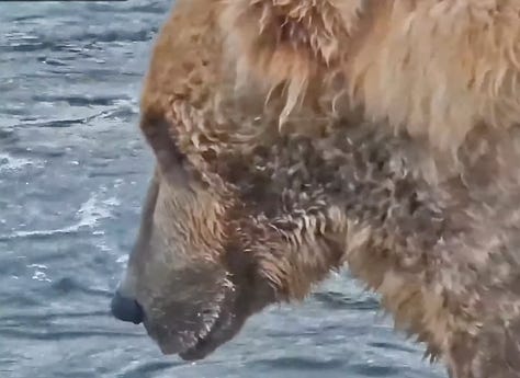 Brown Bears of Katmai National Park