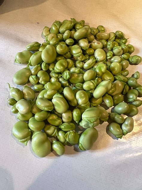 homemade lolli pasta, fresh fava beans, pecorino cheese