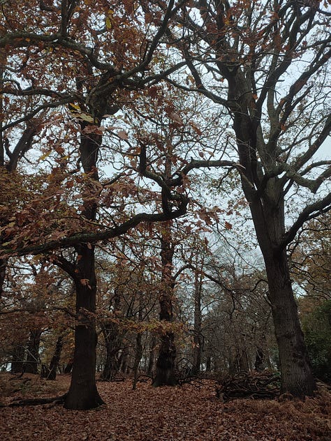 winter trees and paths in Richmond Park