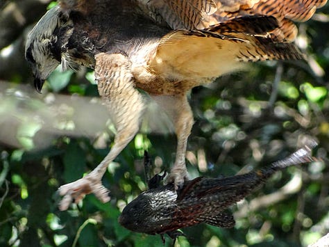 Pantanal Caiman Macaw