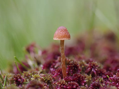 tiny brown moss cap mushrooms in moss