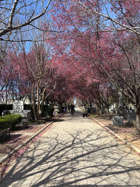 Tress in bloom in Washington D.C.