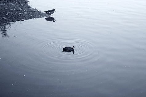 Fotos de naturaleza: aves, nubes, nieve