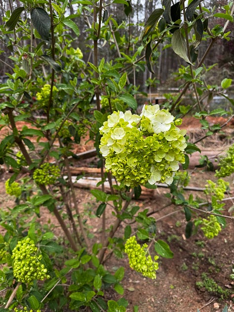 three viburnums