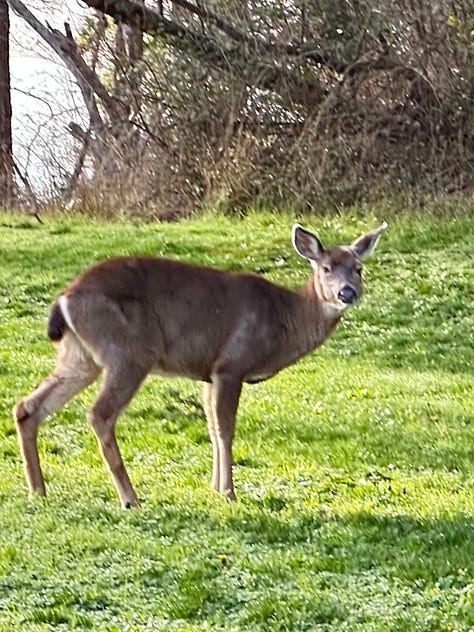 Trees, water, deer, sunrise - images of Pacific Northwest