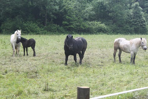 Pictures of horses in a pen