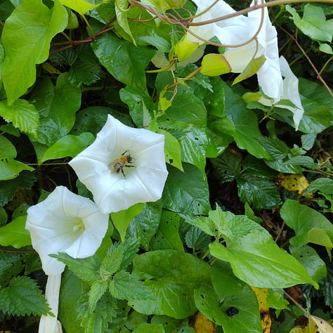 Flowers spotted on today's walk: bindweed plus bee; common mallow and a twisted spear thistle