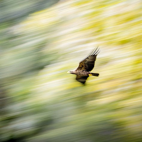 Eagles flying with motion blur, freeze frame, and long exposure effects in Midjourney