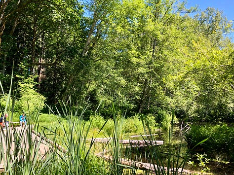 A re-wilded marsh with boardwalk and natural surroundings