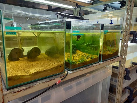 A row of tanks in a utility room; containers of seed balls; expanse of tidal mudflat; seed pillows piled up on beach; selfie with waterproofs and layers; two people with pottiputkis.