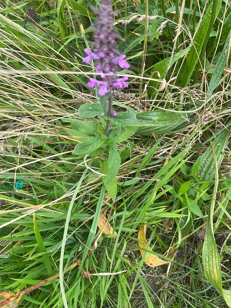 wildflowers 