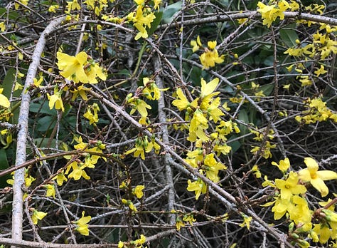Yellow flowers of forsythia, mauve flowers of foxglove tree, and the bushy glossy privet shrub