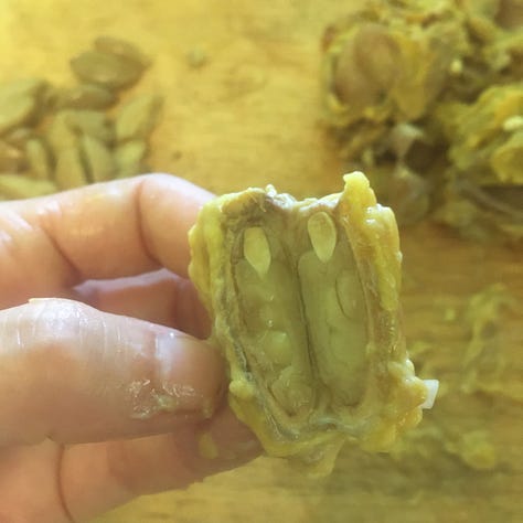 Jaguar cacao seeds and pulp being processed