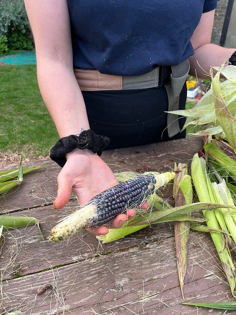 1. Hopi blue corn still on the stem being nibbled by caterpillars; 2. Holding a small underdeveloped blue corn cob, with husks saved for textile art experiments; 3. The iridescence of the Hopi blue corn cobs.