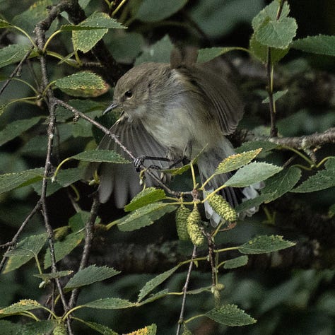 Grey warbler (Gerygone igata, endemic) in mid-flight.