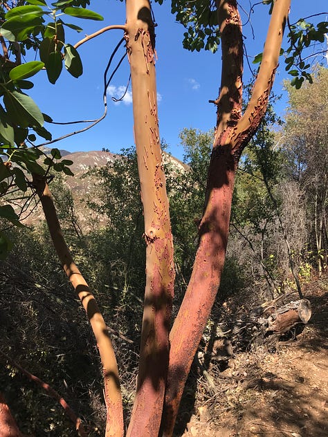 Los Padres National Forest, Ventana Wilderness, Big Sur