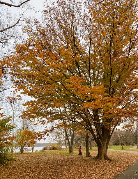 Photo of paved trail through a leafy green forest with sunlight streaming through; a photo of the photographer's legs and feet on a paved trail along grass and surrounded by fallen yellow leaves; a tree in late summer during dusk; a hand holding up a red and orange maple leaf with fall foliage in the background; a tree in mid-autumn; a tree in mid-winter; barren trees outlined against a clear blue dusk sky; a tree in early spring; an early springtime scene in a park along the river, with a painter framed by two trees.