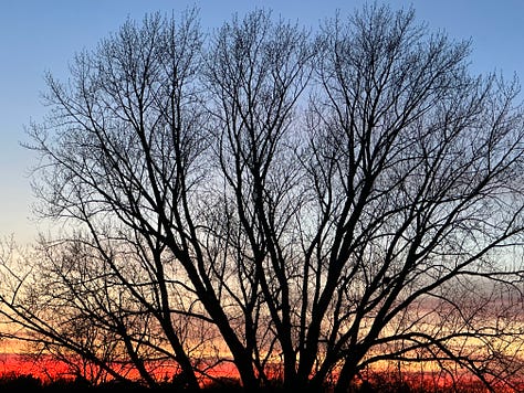 Three photos of sunsets on different days but with the same tree in front of the various colors.