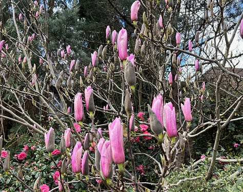 Pink magnolia buds, multicoloured sweet gum leaves and medlar fruits