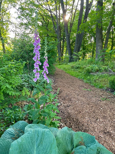 Foxgloves, various Primula, Hosta 'Drinking Gourd' and Calycanthus 'Hartledge Wine' which make up the first part of this Chip path.