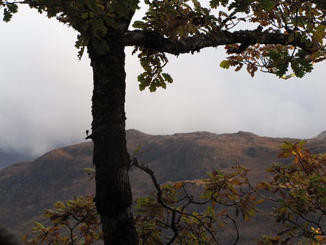 The Atlantic rainforest of the west of Scotland is lit by the light of autumn, grey clouds and rocks providing a backdrop to the tall magnificent oak trees. The hills are turning brown for winter, the leaves dropping.