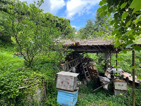 Around the Gorgiladze citrus farm